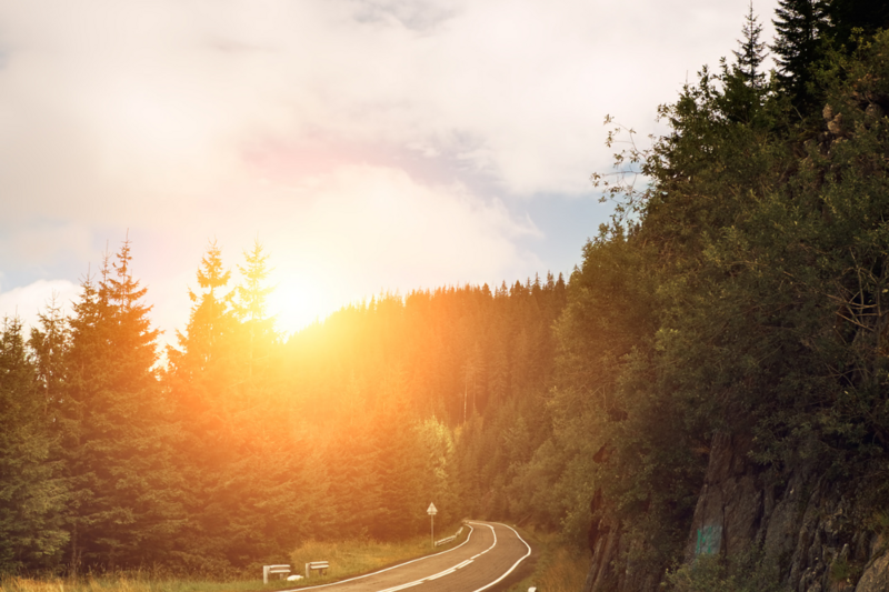 passionnée éléphant